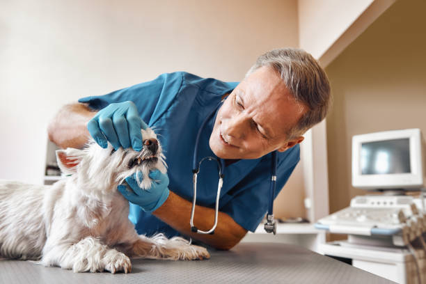 Emergency Dentist Open Today in WA